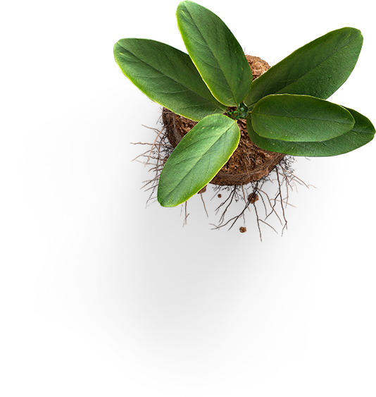 plant